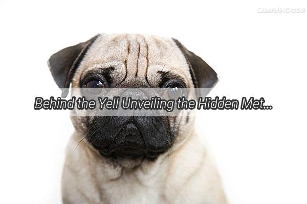 Behind the Yell Unveiling the Hidden Methods Behind Owners Dog Discipline Dilemmas